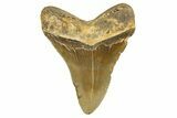 Serrated, Fossil Megalodon Tooth - North Carolina #328442-2